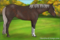 Horse Color:Silver Brown