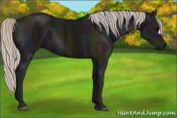 Horse Color:Midnight Silver Black 