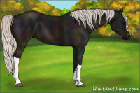 Horse Color:Midnight Silver Black 