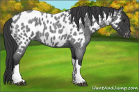 Horse Color:Blue Roan Near Leopard 