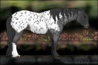 Horse Color:Blue Roan Near Leopard 