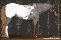 Horse Color:Liver Red Roan Snowcap 