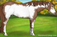 Horse Color:Chestnut Sabino Frame Rabicano