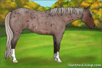 Horse Color:Silver Brown Roan 