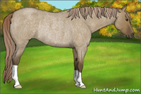 Horse Color:Chocolate Palomino Roan Dun Rabicano 