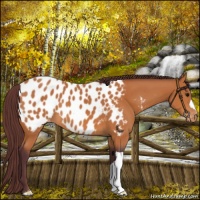 Horse Color:Chocolate Bay Appaloosa 