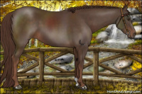 Horse Color:Liver Chestnut 