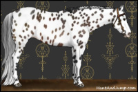 Horse Color:Bay Appaloosa 