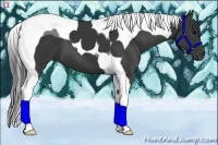 Horse Color:Black Tobiano 