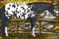 Horse Color:Black Near Leopard