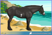 Horse Color:Liver Chestnut Frame 
