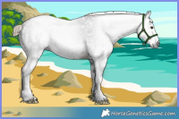 Horse Color:Gray White Spotted Liver Chestnut 