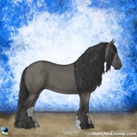 Horse Color:Grullo