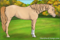Horse Color:Gold Champagne 