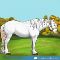 Horse Color:Buckskin Snowflake Varnish