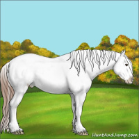 Horse Color:White Spotted Chestnut Snowflake Varnish