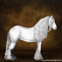 Horse Color:Gray Bay  and Gray White Spotted Bay 