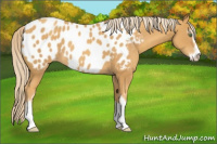 Horse Color:Gold Cream Champagne Sabino Appaloosa