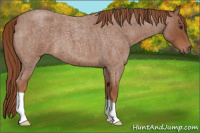 Horse Color:Red Roan