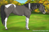 Horse Color:Grullo Splash Tobiano 