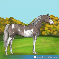 Horse Color:Silver Black Sabino Tobiano 