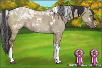 Horse Color:White Spotted Liver Red Dun Tobiano 