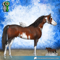 Horse Color:White Spotted Bay 
