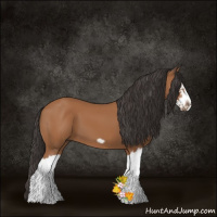 Horse Color:Bay Splash Frame