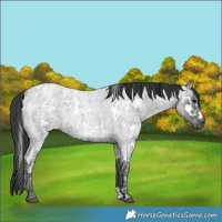 Horse Color:White Spotted Blue Ice Roan 