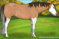Horse Color:Buckskin Roan Splash 