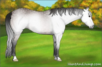 Horse Color:Gray Bay 