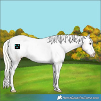 Horse Color:Silver Bay Appaloosa 