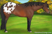 Horse Color:Bay Appaloosa 