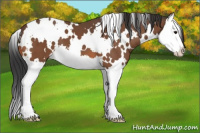 Horse Color:White Spotted Bay Splash