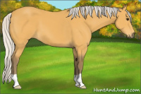 Horse Color:Silver Buckskin 