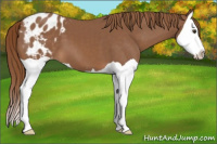 Horse Color:Chestnut Splash Appaloosa 
