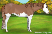 Horse Color:Chestnut Splash Varnish 