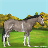 Horse Color:White Spotted Brown Dun Rabicano 