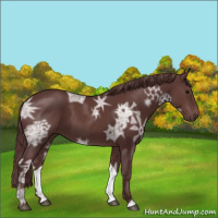Horse Color:Chocolate Smoky Black Ice 