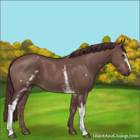 Horse Color:White Spotted Chocolate Brown Dun 
