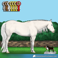 Horse Color:Silver Perlino Dun Tobiano 