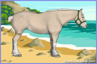 Horse Color:Cremello 