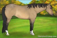 Horse Color:Buckskin Dun Rabicano