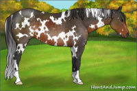 Horse Color:White Spotted Buckskin 