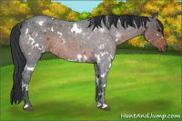 Horse Color:White Spotted Brown Roan 