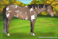 Horse Color:White Spotted Sable Champagne
