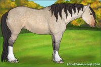 Horse Color:Buckskin Roan Dun