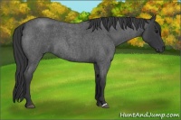 Horse Color:Blue Roan 