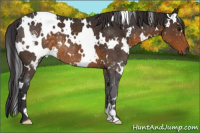 Horse Color:White Spotted Buckskin