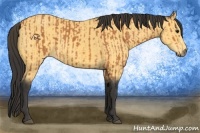 Horse Color:Bay  and Buckskin 